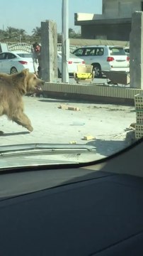 بالفيديو.. دب ضخم يتجول في شوارع البصرة!