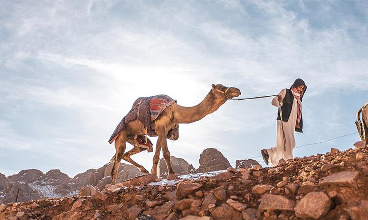 الثلوج تتساقط على ظهور الجمال في السعودية