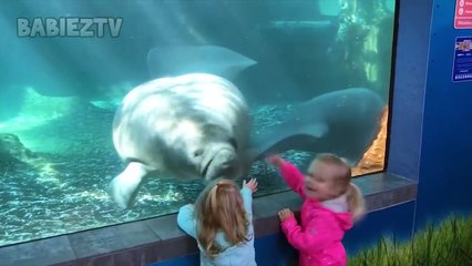 Baby Shark Doo Doo kids in Aquarium   TRY NOT TO LAUGH   Funniest Home Videos 2021