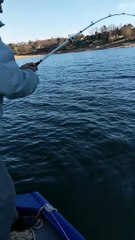 Giant Tennessee Paddlefish