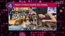 Miley Cyrus Rescues New Dog Angel After Death of Her Pit Bull Mix: 'Head Over Heels in Love'
