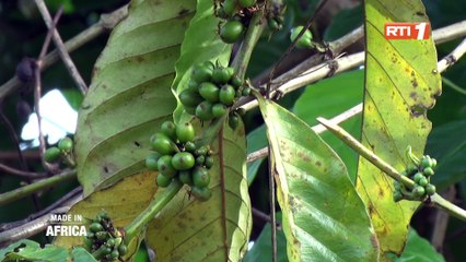 Télécharger la video: Made In Africa : Les défis de la filière café en Côte d'Ivoire