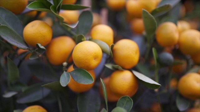 This Pickling Project Is Guaranteed to Brighten Up Your Winter