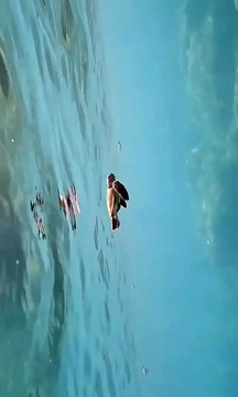 Nunca te rindas sal a delante sin importar los obstáculos cumple tus metas así como la tortugas nada por su sueños