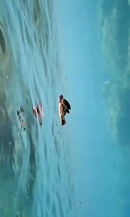 Nunca te rindas sal a delante sin importar los obstáculos cumple tus metas así como la tortugas nada por su sueños