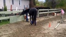 Ashley Free-lunging Bella in bridle