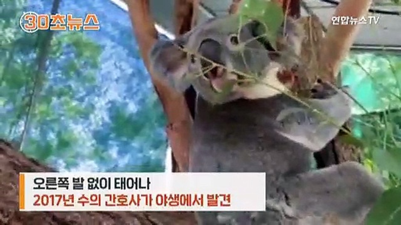 [30초뉴스] "이런 느낌 처음인데"…세계 최초 의족 찬 코알라