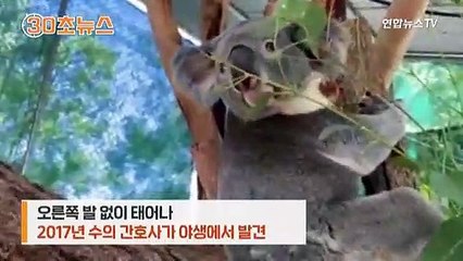 [30초뉴스] "이런 느낌 처음인데"…세계 최초 의족 찬 코알라