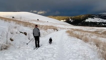 Skiing is even better with a dog at your side