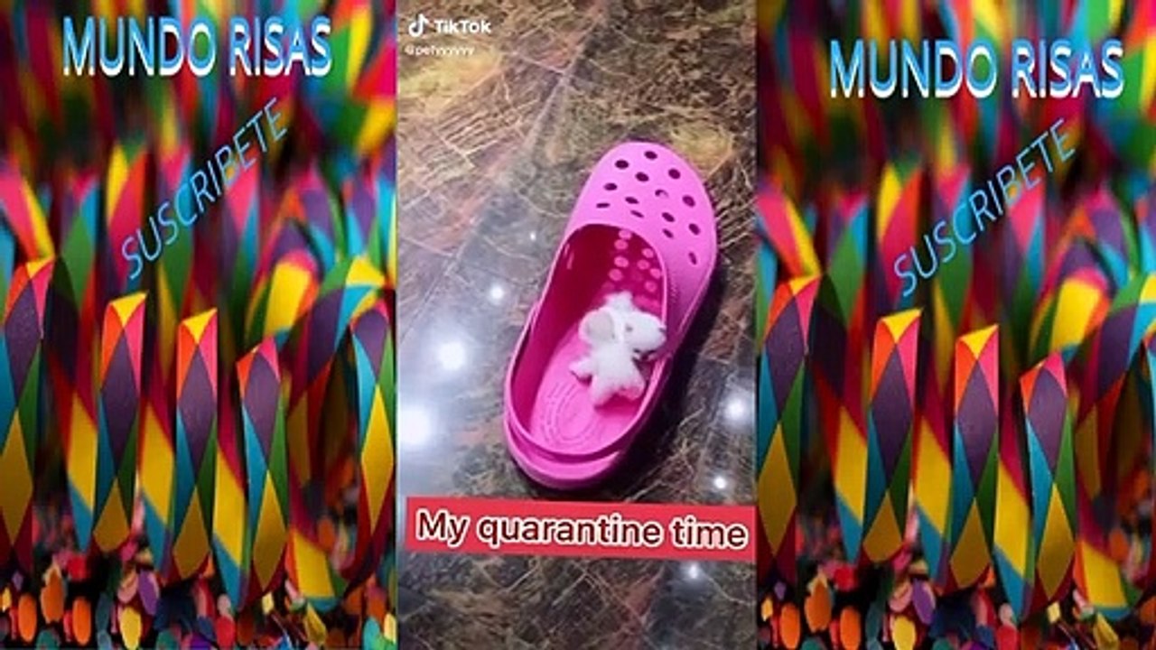 Sin miedo al exito papi tik tok  2020