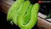 सांपों की रोचक जानकारी || Interesting information about snakes || Sumit Saini IQ