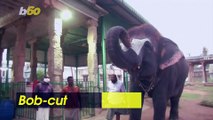 Elephants Entertainment The Masses With These Unique Haircuts in India