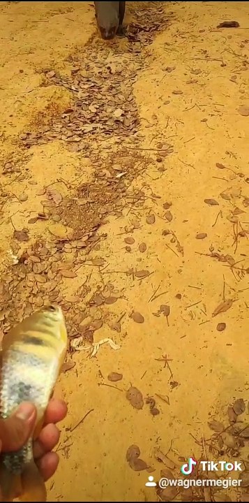 Person Interacts with Friendly Otters in Brazil