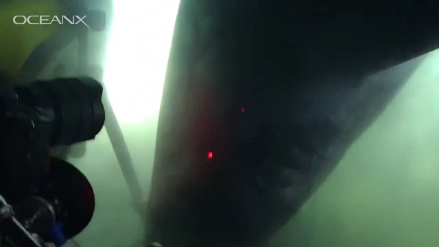 Un requin géant tourne autour d'un sous-marin