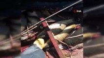 - Burdur'un Gölhisar Gölü’nde ağa, rekor büyüklükte yayın balığı takıldı