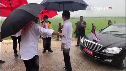Momen Jokowi Turun ke Sawah Hujan-Hujanan Saat Tinjau Food Estate di NTT