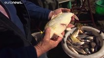 Täglich ein Kilo Fisch: Kormoranplage am Balaton