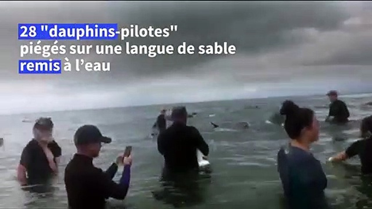 Remise à flot de "dauphins-pilotes" en Nouvelle-Zélande