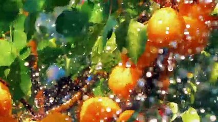 8 Health Benefits of Apricot