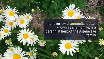 8 Health Benefits of Chamomile