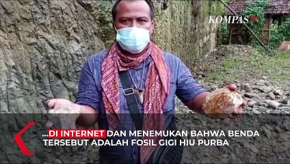 Penemuan Fosil Gigi, Bukti Hiu Megalodon Pernah Hidup di Sukabumi