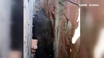 Köpekten kaçan inek duvara sıkıştı
