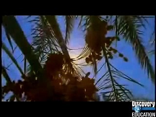 Journals Through History  Ancient Egypt  Land of Abundance