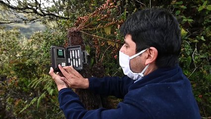 العلماء والسكان الأصليون يتّحدون لإنقاذ طائر الكندور الكولومبي