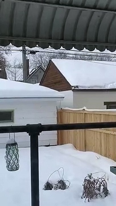 Un écureuil enlève la neige sur un toit