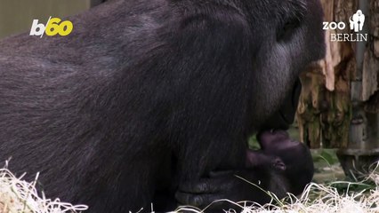 Take a Look at the First Gorilla Born at Berlin Zoo in 16 Years!