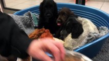 Dogs Trust Shoreham: Seven spaniel puppies taken in as eight-week-olds in December