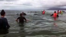 Rescatan a ballenas varadas en Nueva Zelanda pero la preocupación continúa