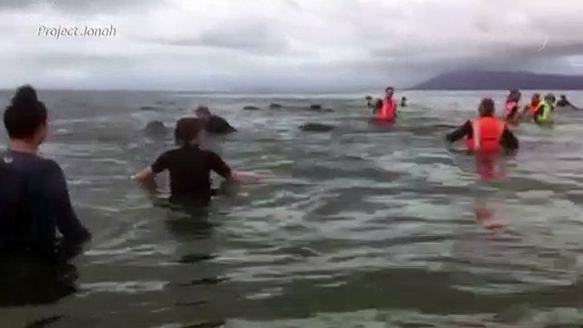 Rescatan a ballenas varadas en Nueva Zelanda pero la preocupación continúa