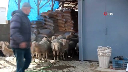 Koyunlara Çobanlık Yapan Kaz İlgi Odağı Oldu