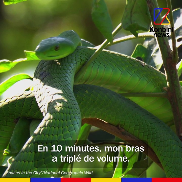 Je suis chasseur de serpents | GOOD JOB avec Si...