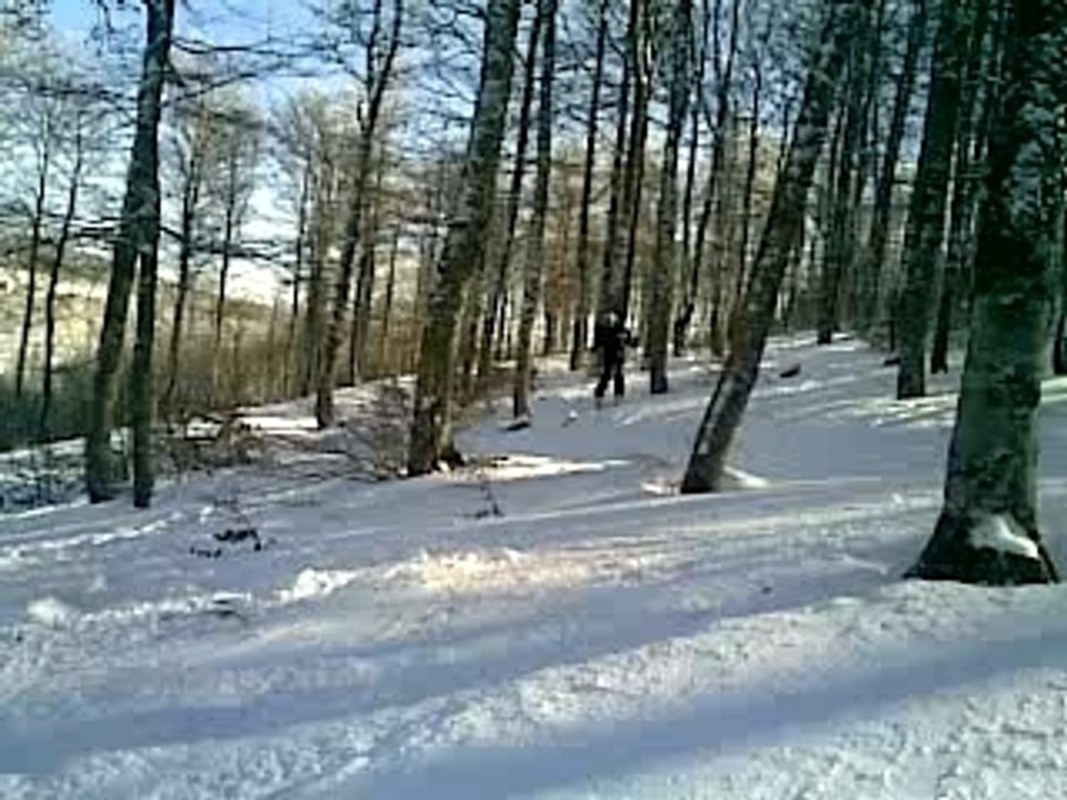Bamboo 180°