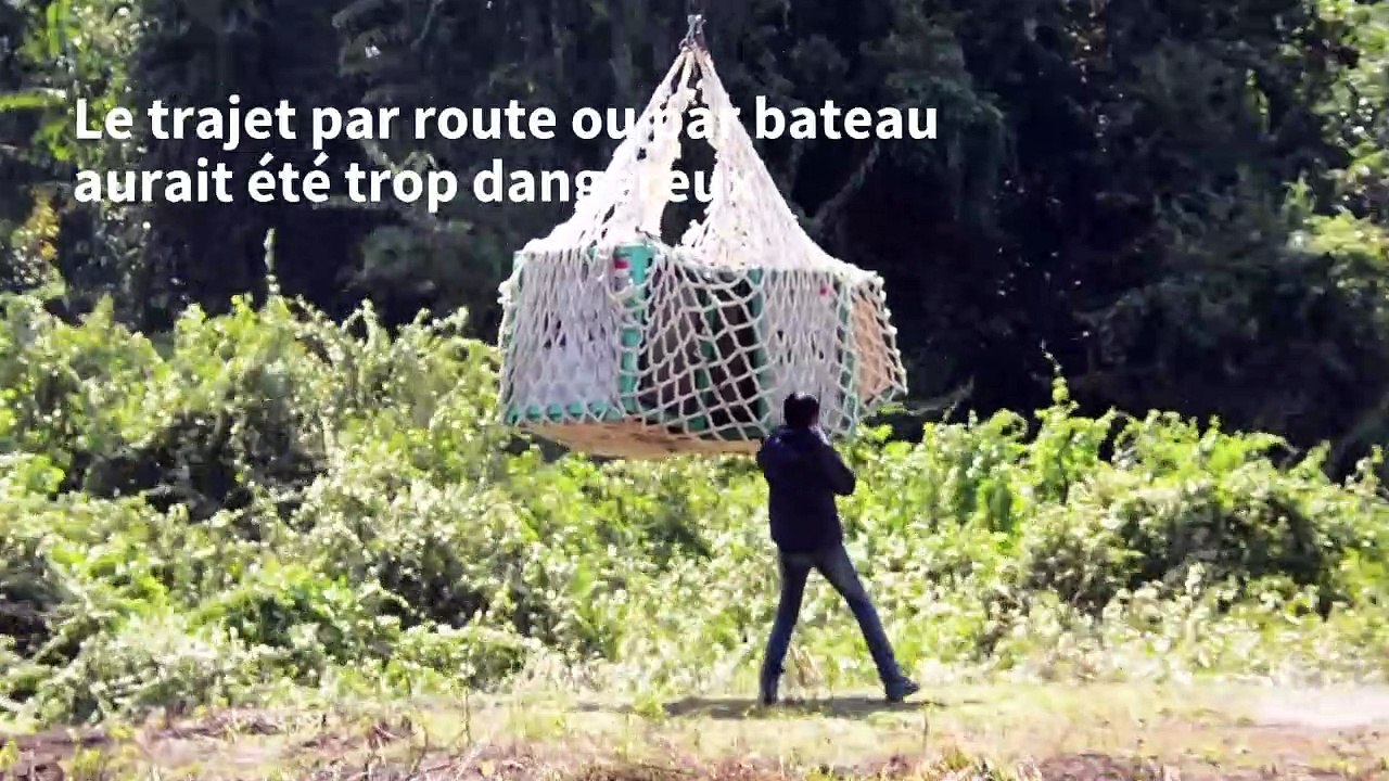 Dix orangs-outans relâchés dans la jungle indonésienne