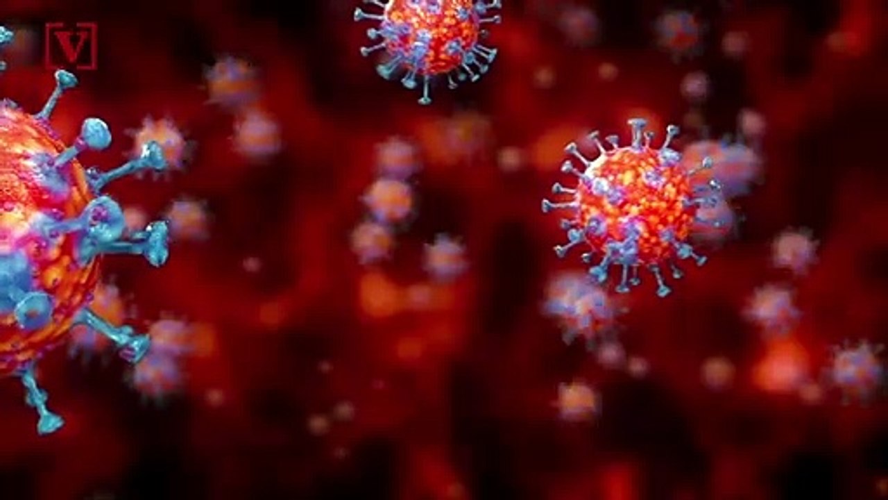 Military Dogs Are Being Trained to Sniff Out Coronavirus