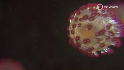 NO MEMES,TECNOLOGÍA PARA CONTROLAR EL COVID-19