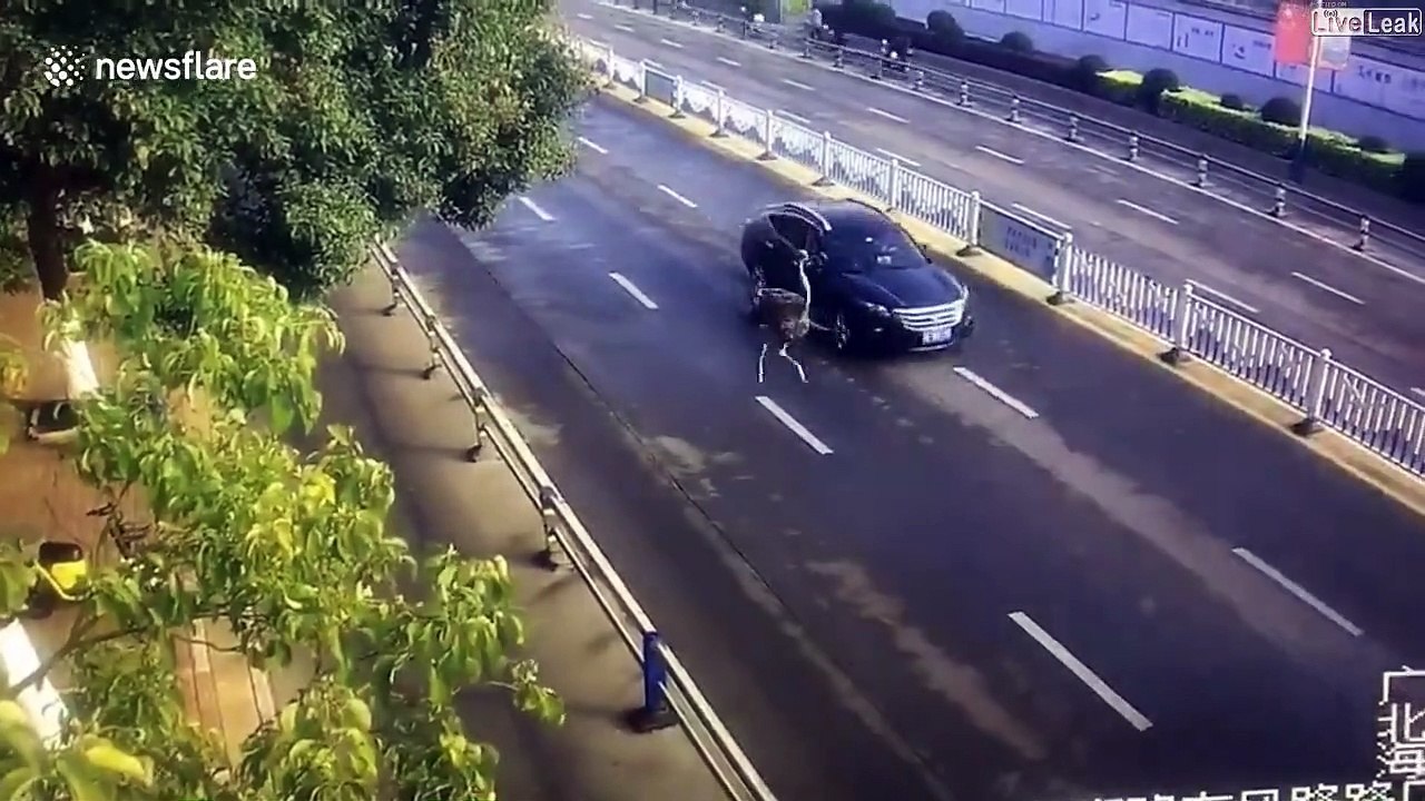 Une autruche aperçu sur l'autoroute, puis dans un quartier...