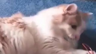 Funniest Cats ( Mutlu Hayvanlar)  - Don't try to hold back Laughter  - Funny Cats Life