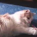 Funniest Cats ( Mutlu Hayvanlar)  - Don't try to hold back Laughter  - Funny Cats Life