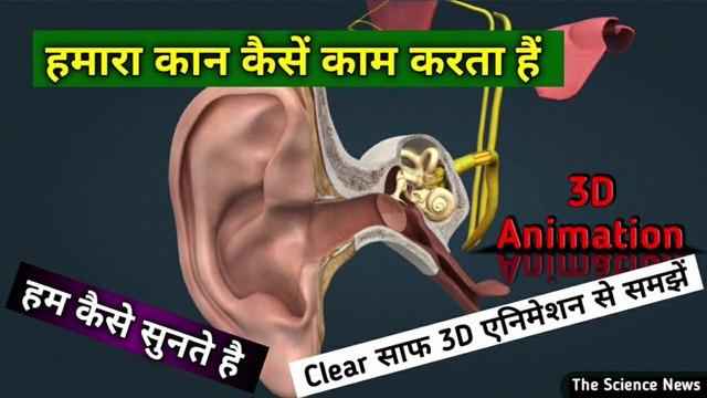 हमारा कान कैसे काम करता हैं | How does our ear work | कान | ear | how does work | the science news