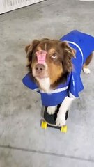 Dog with Neurological Disorder Balances Cup on Nose While Pushing Skateboard