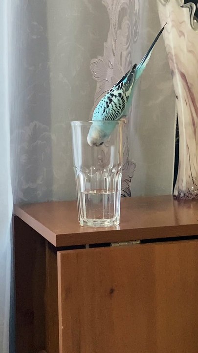 Curious Bird Plunges into Cup