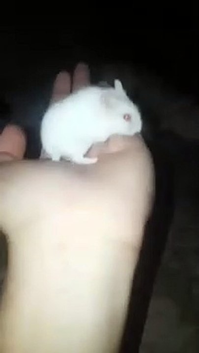 hamster