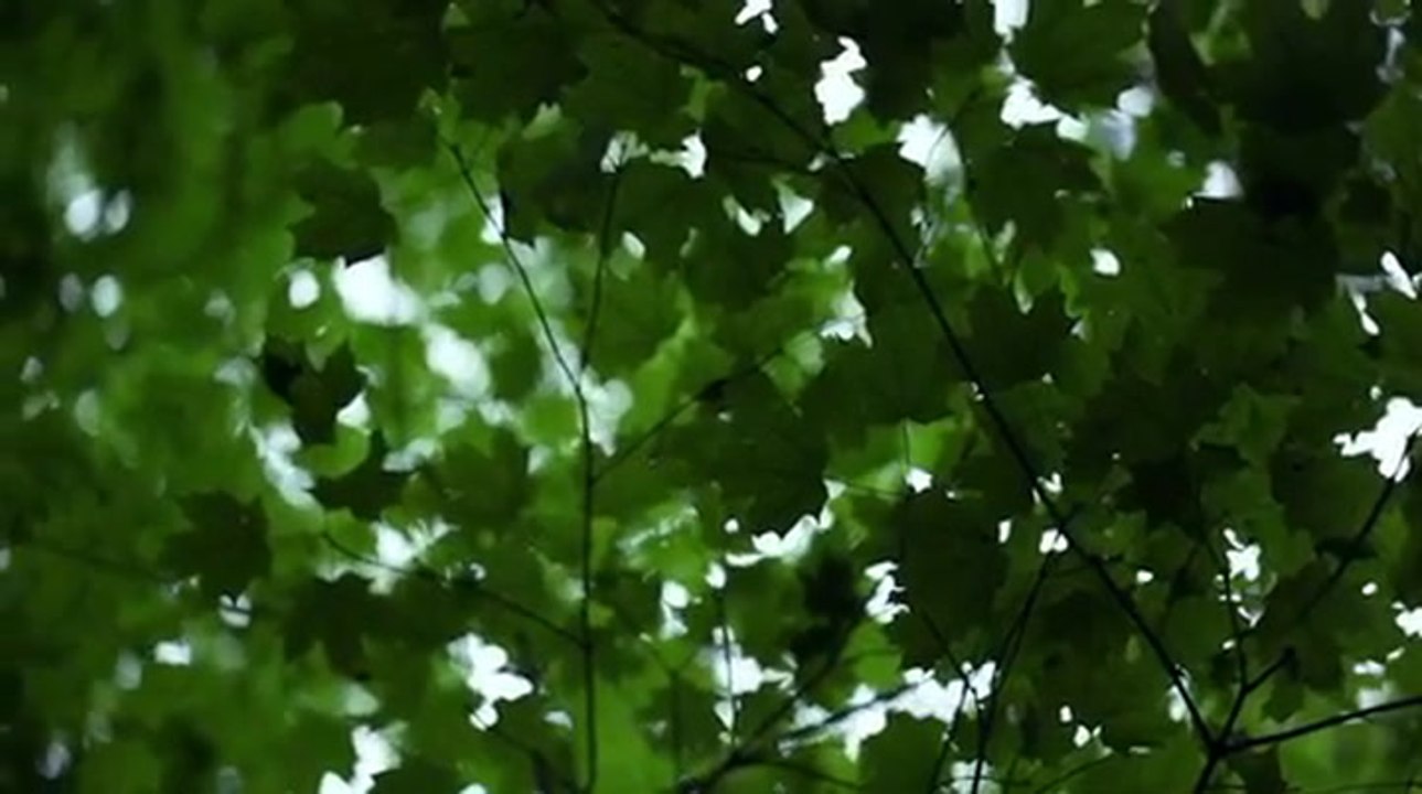 Hide & Seek