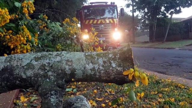 Após queda de árvore bombeiros são acionados para desobstruir via no Bairro Universitário