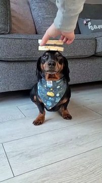 Harlso the Dachshund Balances Rice Cakes on his Head