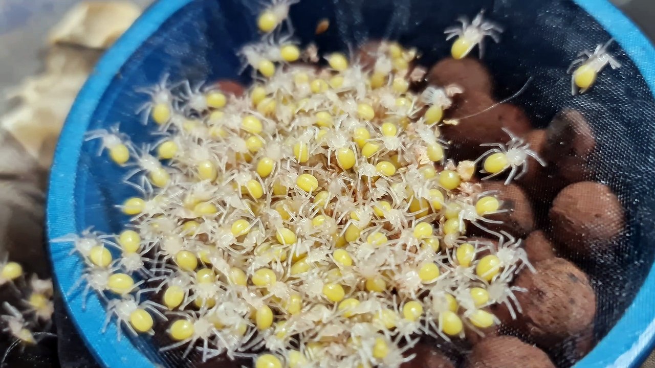 Asian Fawn Tarantula Egg Development